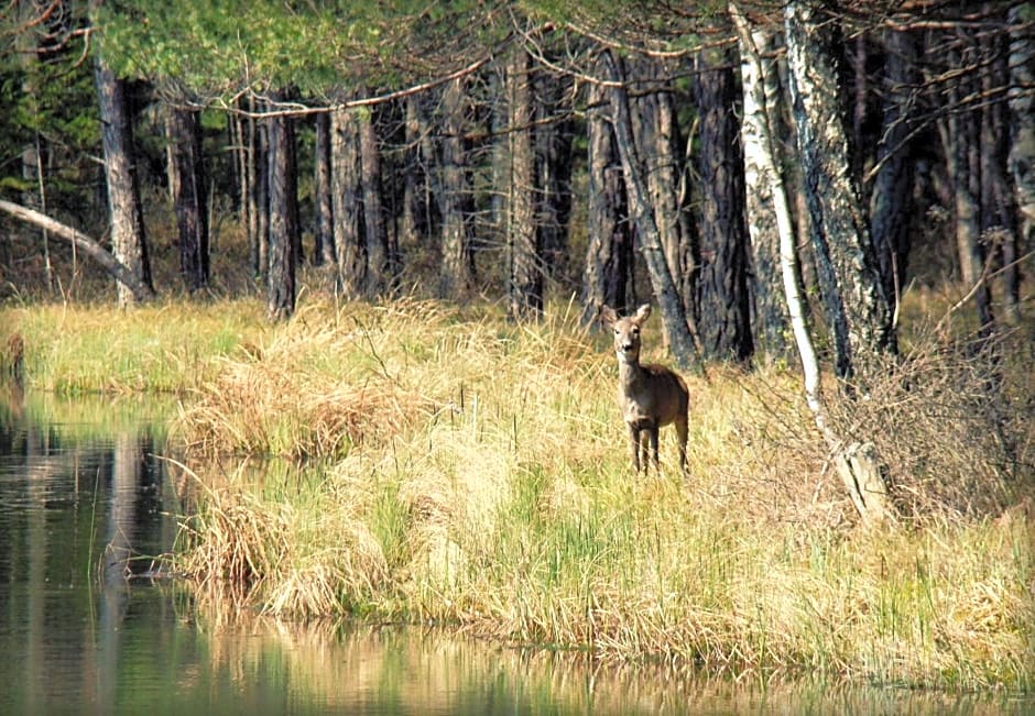 Domek letniskowy - jezioro Dadaj