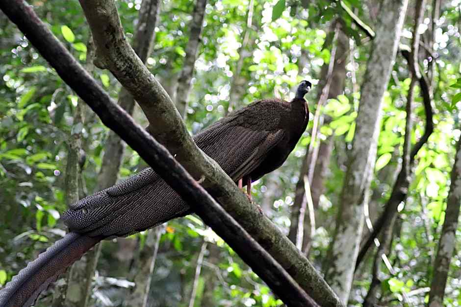 Gino's Place - Guest House & Jungle Trekking