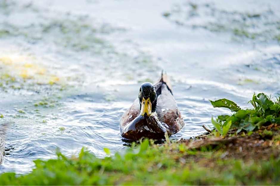 Inn Green at Lake Umuzi