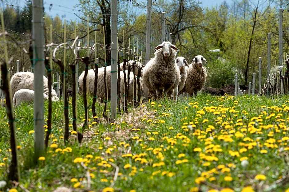 Bio Weingut Georgium