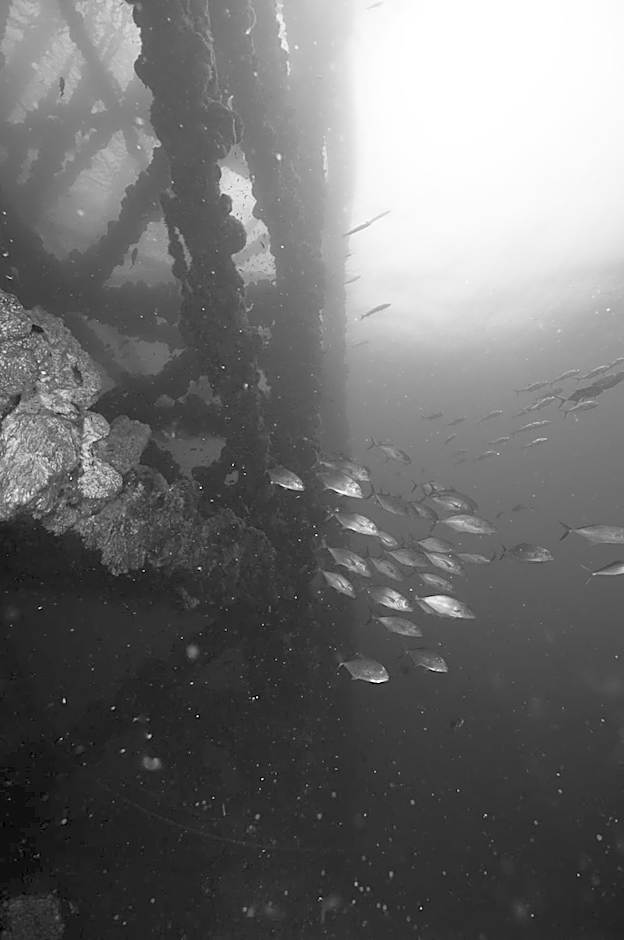 Puerto Lobos Dive camp