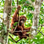 Asim Paris Guesthouse & jungle trekking