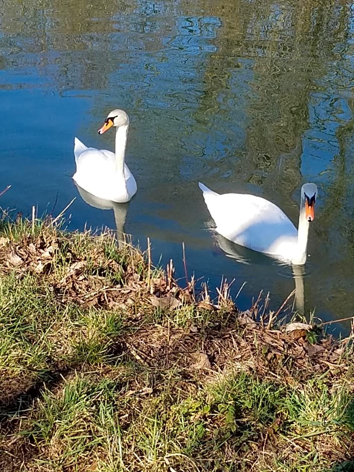 Les mésanges de l'Ill