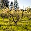 Apple Blossom Inn Yosemite