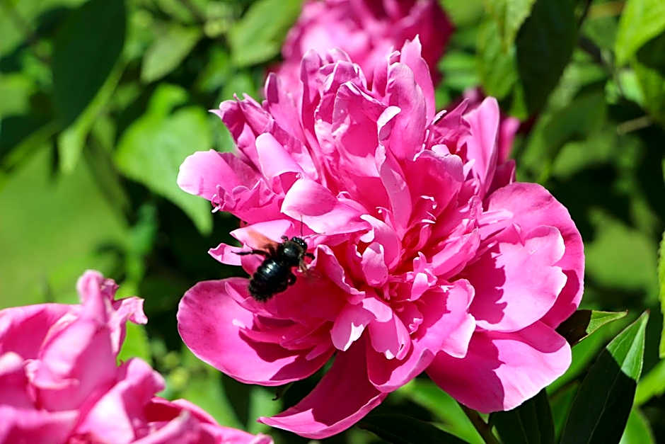 Château Des Briottieres
