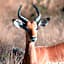 Maninghi Lodge