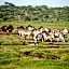 Lake Ndutu Luxury Tented Lodge