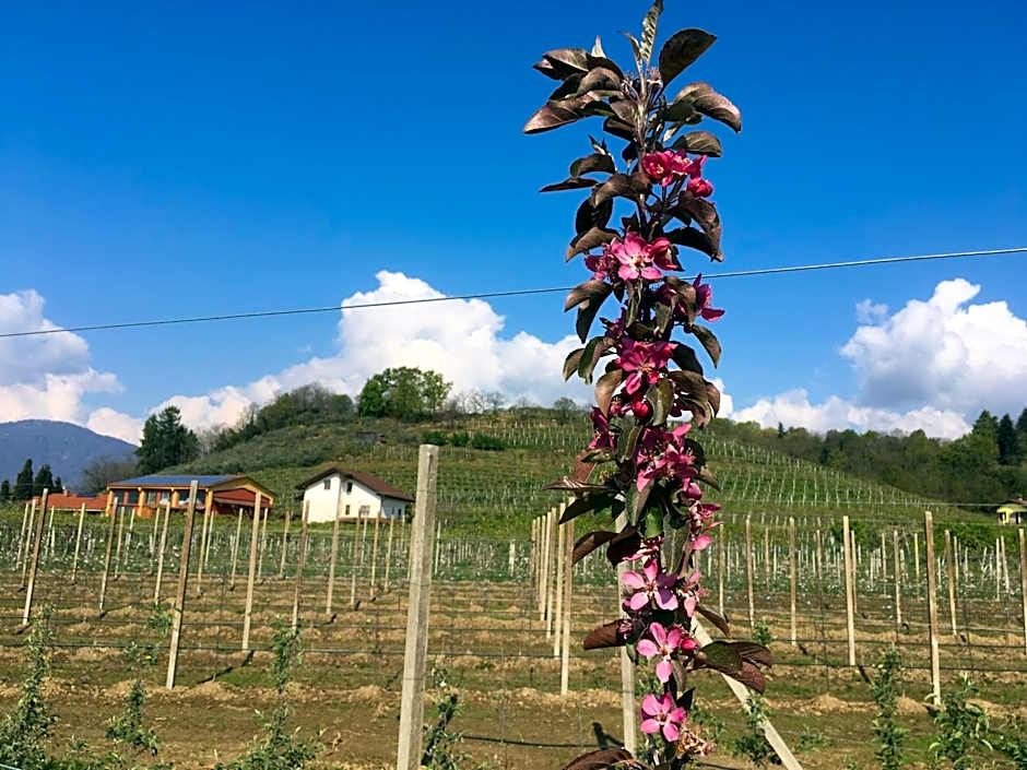 Agrialpi by Salfrutta