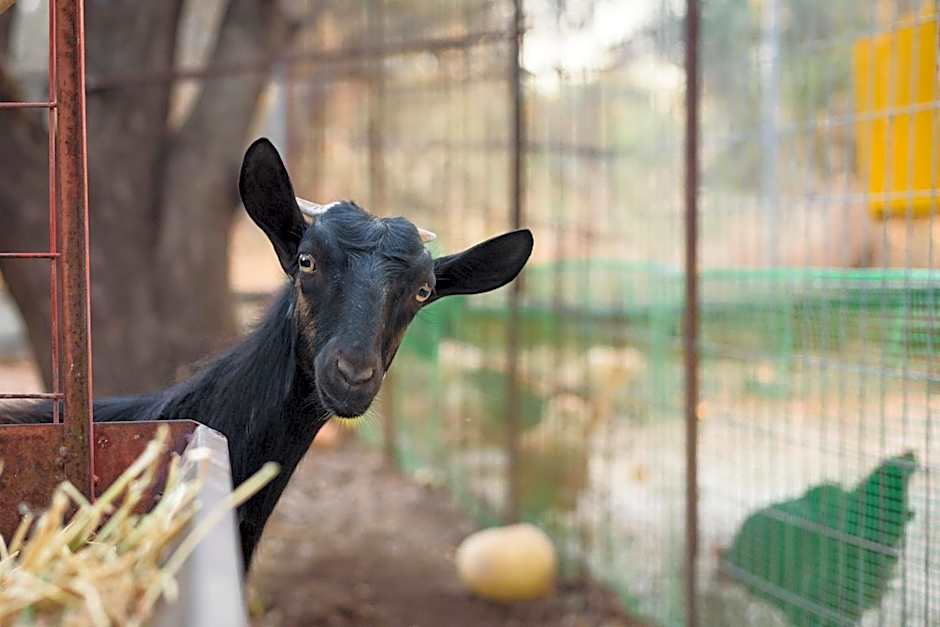 Paradisio Baby & Kinder Apartments