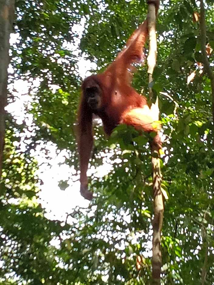 Jungle treking & Jungle Tour if you want to stay here,you must book treking only with us