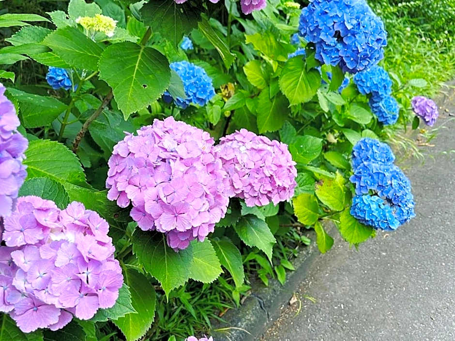 Yuraku Izu-Oshima - Vacation STAY 44742v