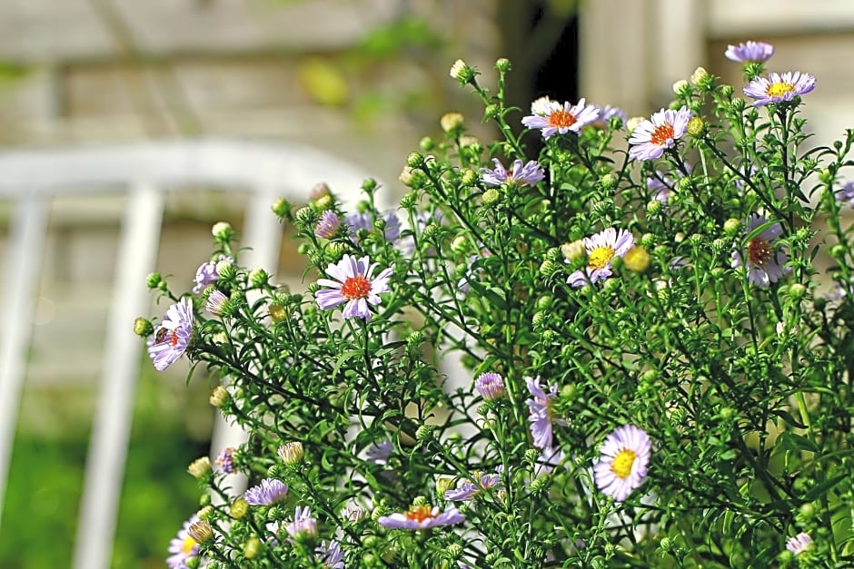 Les Petits Matins Bleus - Chambres d'hôtes "Les Pommiers"