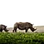 Rhino Ridge Safari Lodge