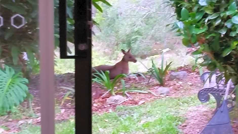 Forest view bungalow