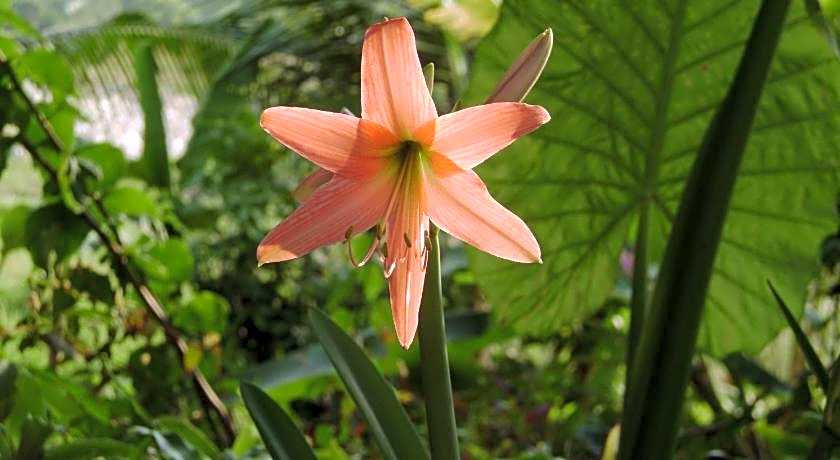 Chez Charly Bungalow