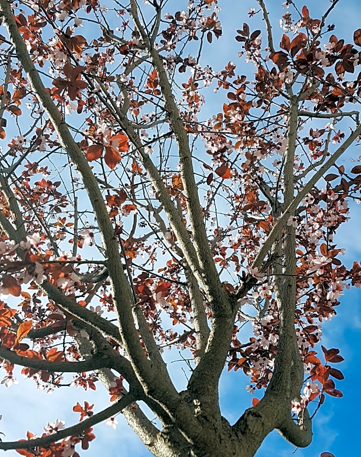 Apanemia Apartments by Flegra Collection