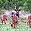 Sable Creek Safari Lodge