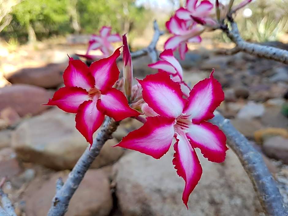 Bona Intaba Game Lodge