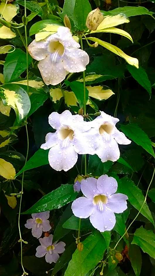 Pousada Refugio Port Sahy