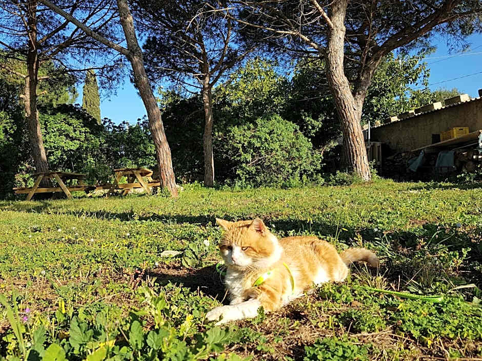 Turtle Island Apartments