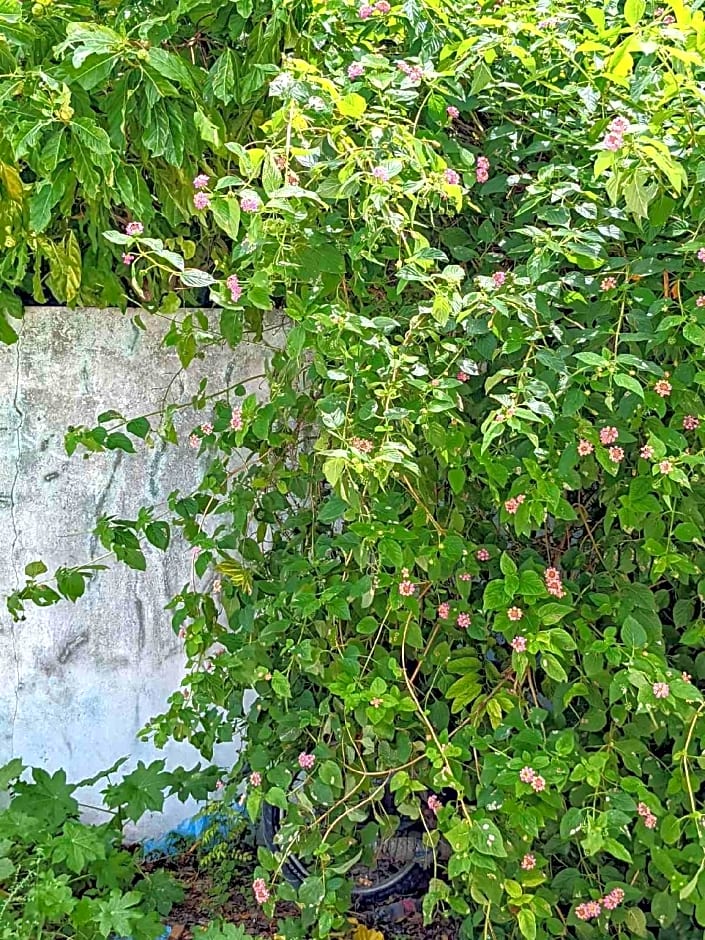 Dhoadhi Retreat Thulusdhoo