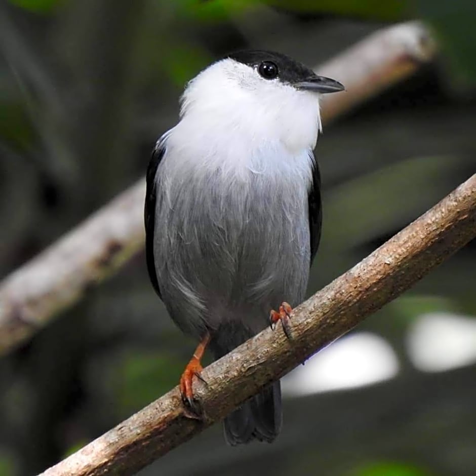 Aruá Observação de Vida Silvestre