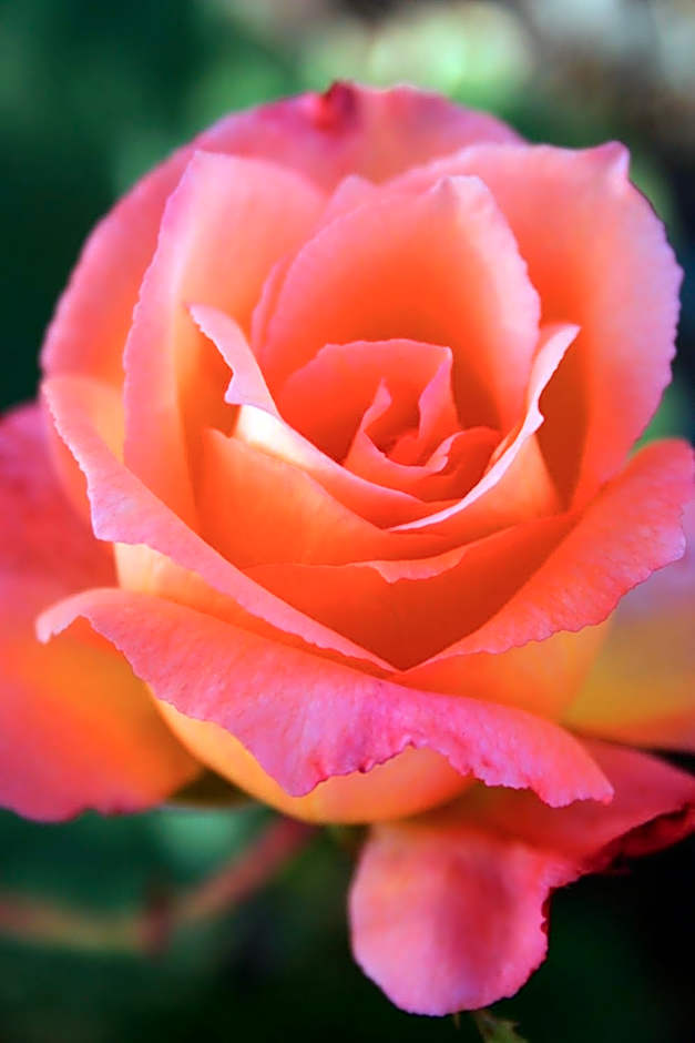 Newell Motor Inn Narrandera