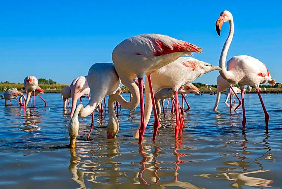 Azureva Le Grau du Roi