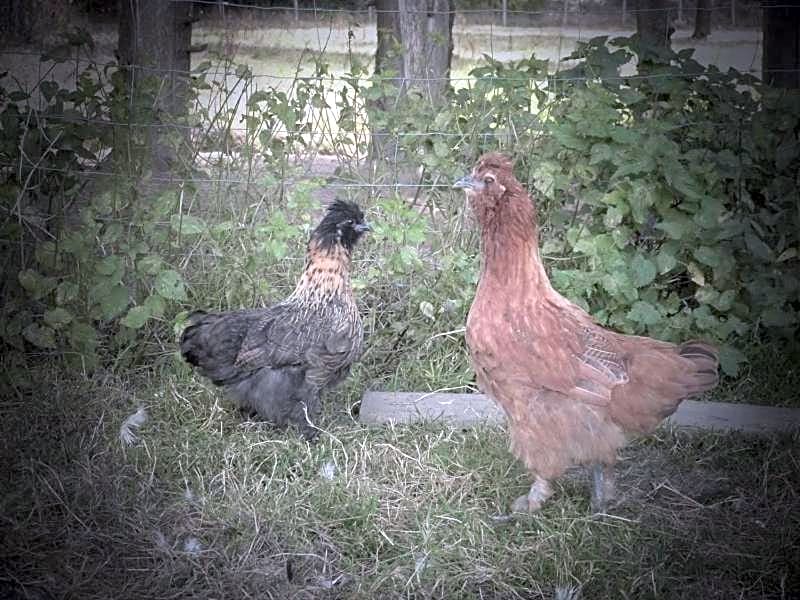 La Ferme du Vincin – Vannes, MN