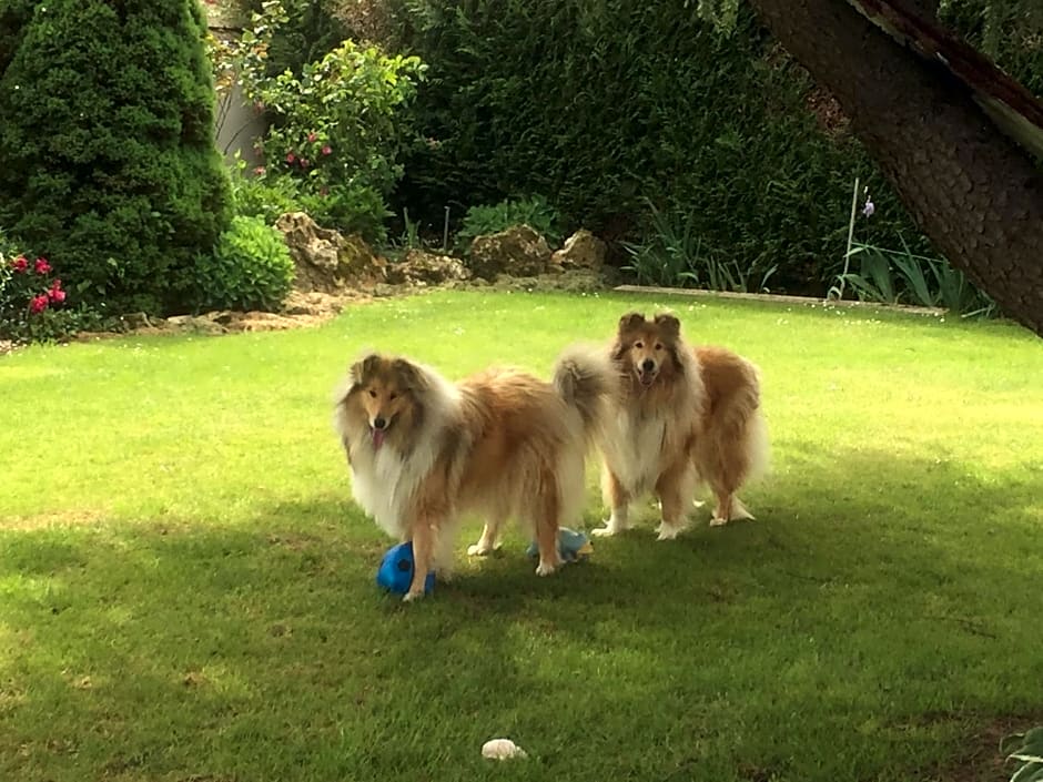 Les Prémices De La Forêt