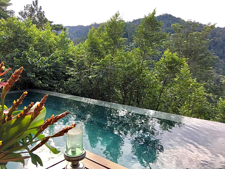 The Shorea