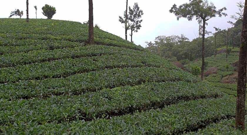 Hotel Grand Plaza Munnar