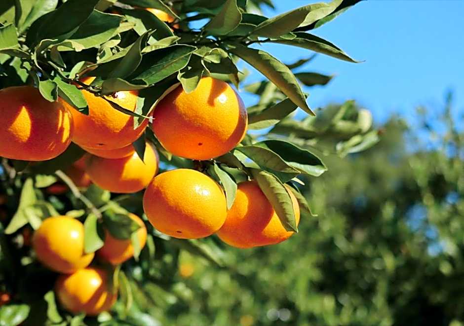 "ヒトツル"Hitotsuru in Setouchi