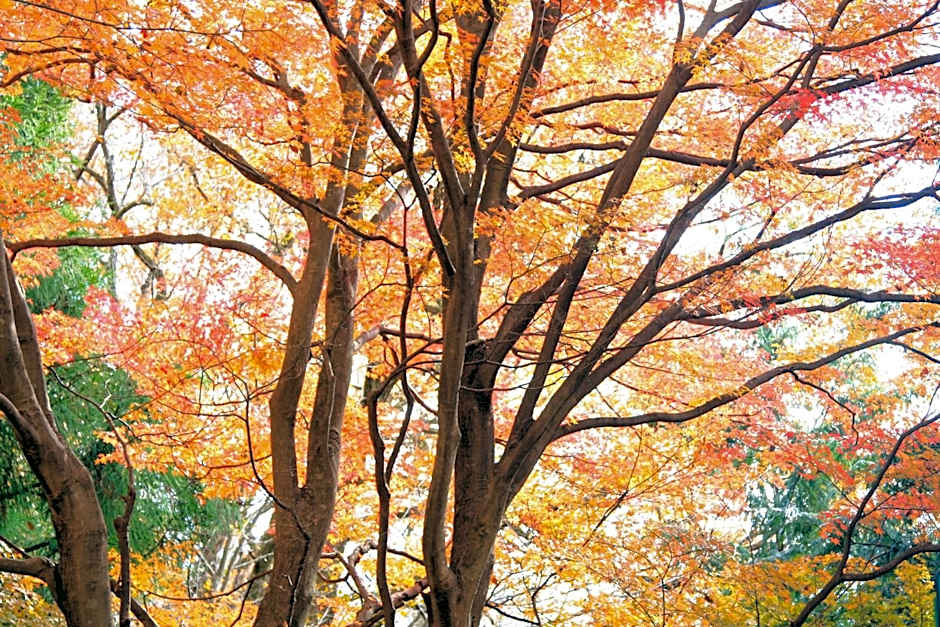 Shomarutoge Garden House