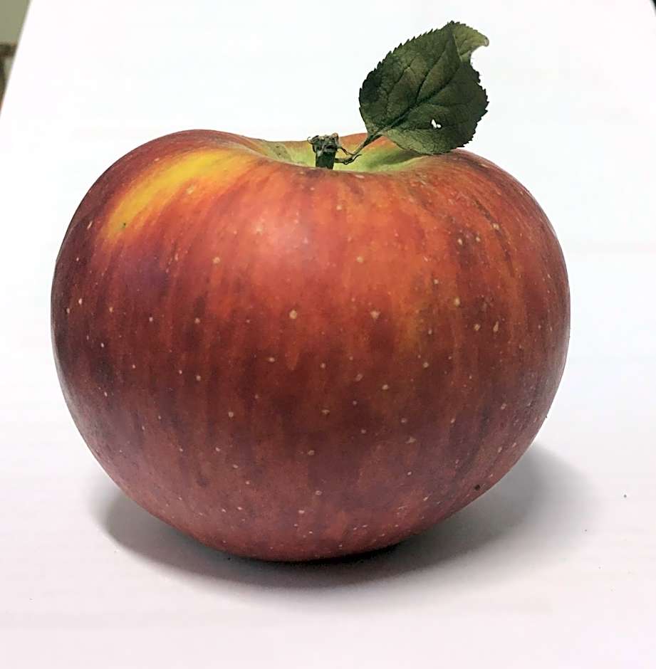 Agrialpi by Salfrutta