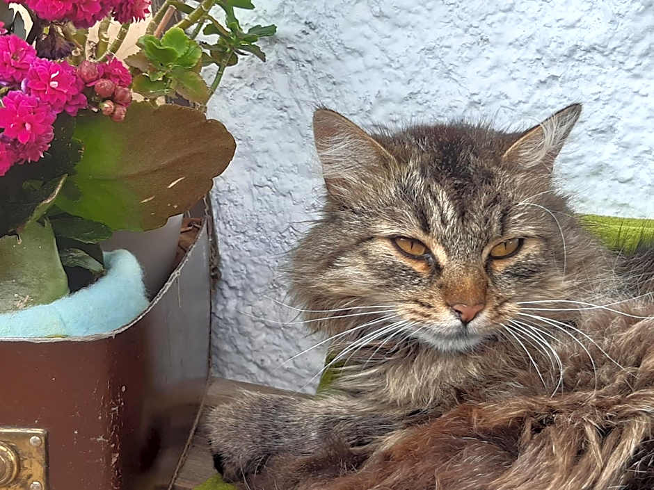 Bed & Breakfast Dolomiti Bey Haus Pinter