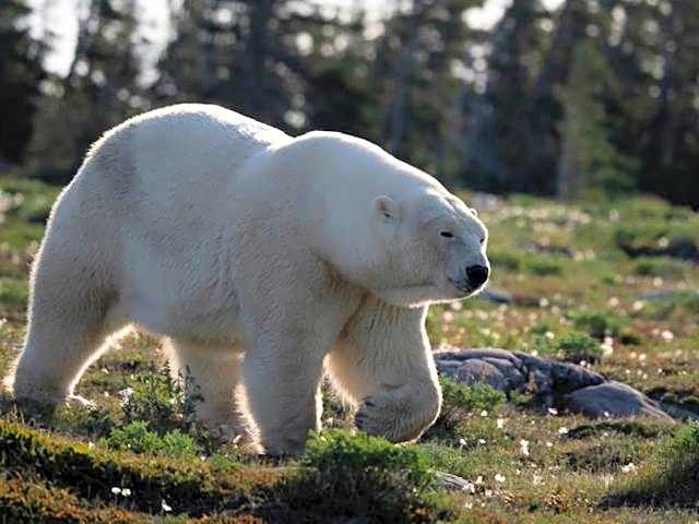 Bears Den Guest House II