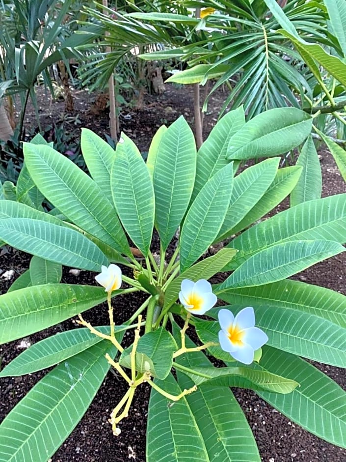Nahouse Jungle Lodges