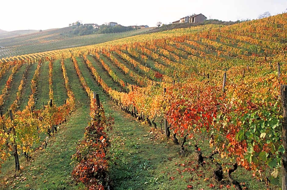Marchesi Alfieri - Cantine e Ospitalità