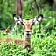 Mziki Safari Lodge