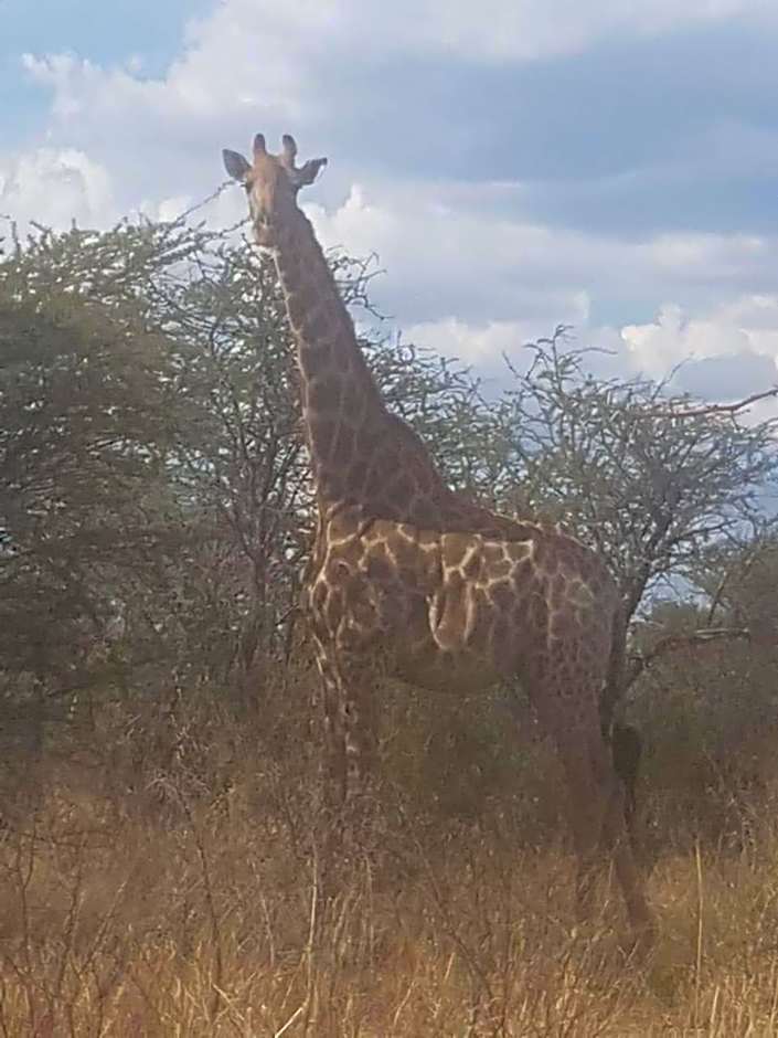 42@ Ditholo Game Lodge