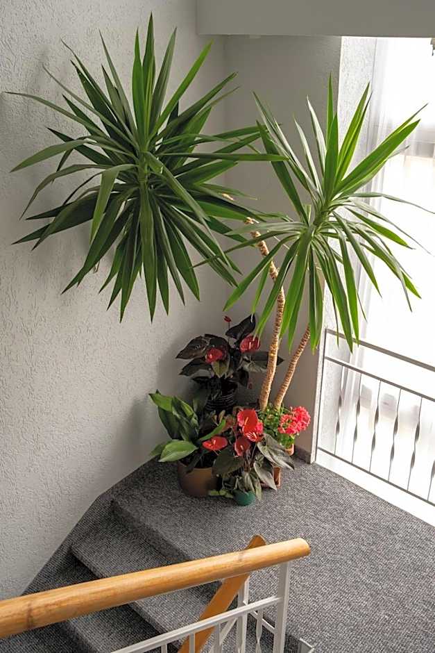 Šiaurės Vartai