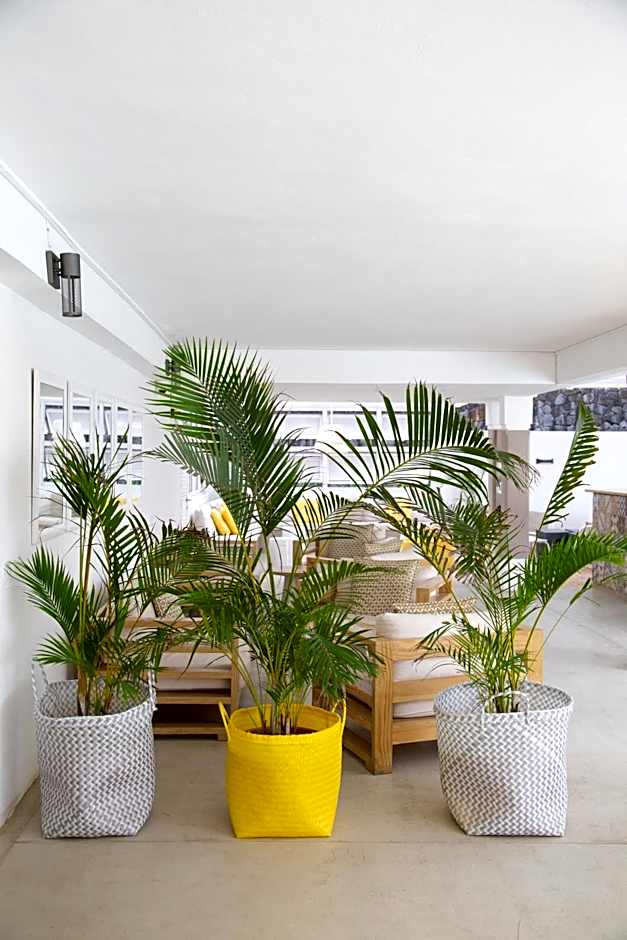 Tropical Attitude - Adults Only