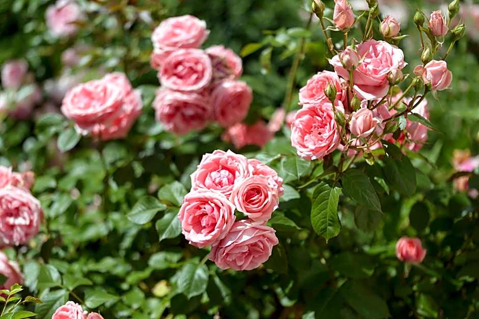 La Closerie Saint-Vincent, chambres d'hôtes Amboise