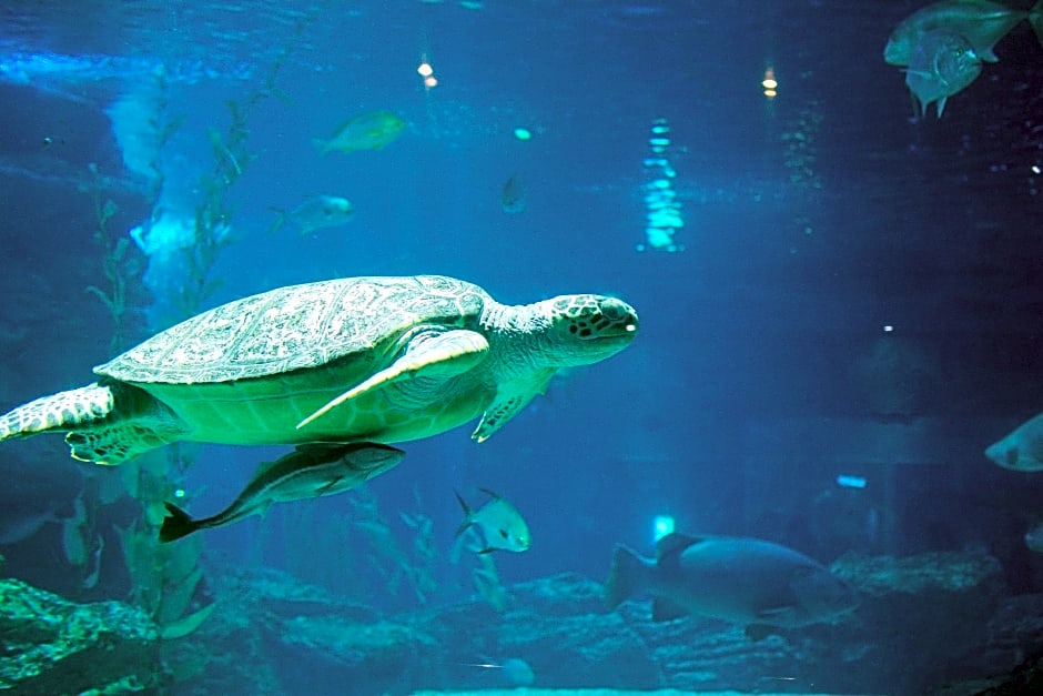 Hotel Foret Premier Haeundae