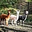 Home Farm Healesville