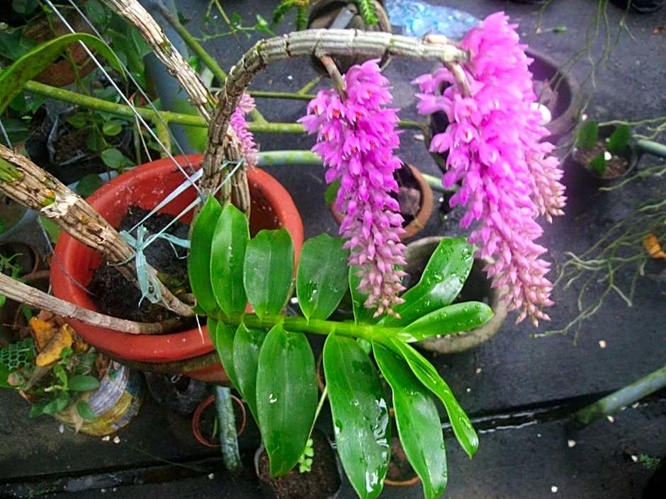 Mirisbiris Garden and Nature Center