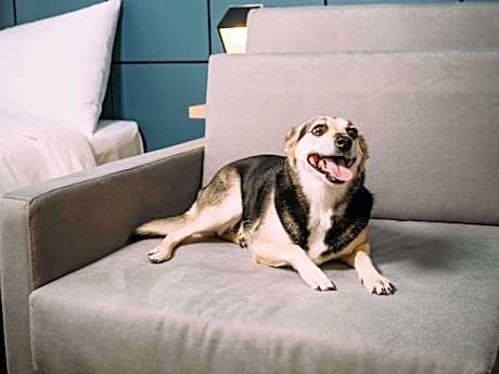 Adapted Standard Apartment with 1 double bed, 1 single bed and 1 bunk bed