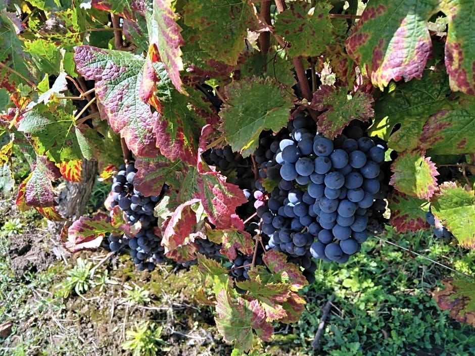 l'échappée belle en Champagne