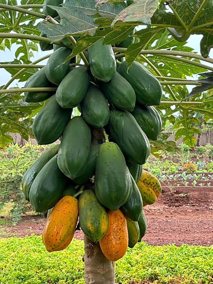 Heart and Soul Lodge